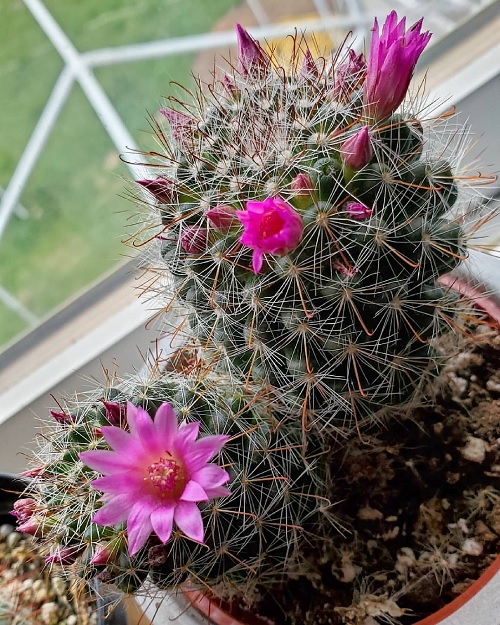 Rose Pincushion Cactus