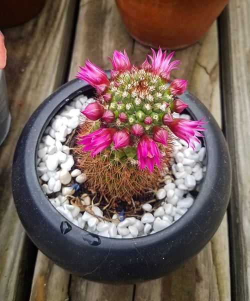Spiny Pincushion Cactus