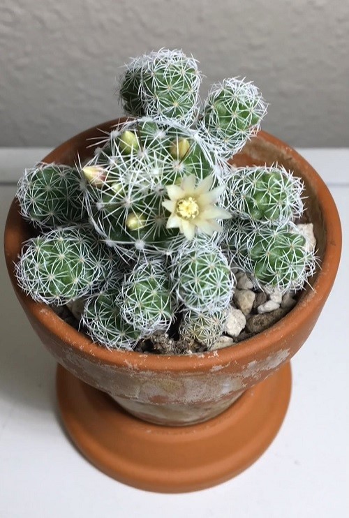 Thimble Cactus