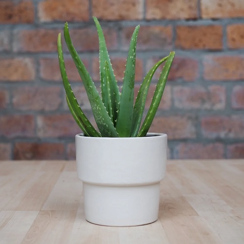 Best Companion Plants to Grow with Snake Plant 6