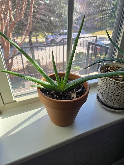 Succulents That Can Grow on a Sunny Windowsill in July Heat