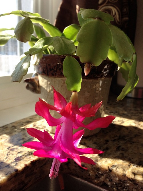 indoor Christmas Cactus