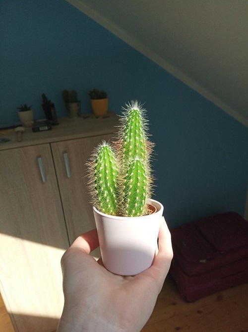 Choosing the bright Location for your Cacti