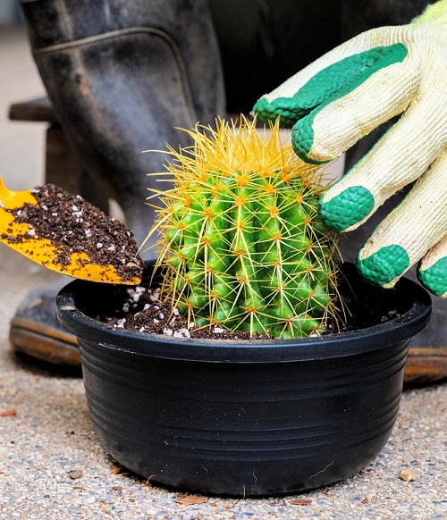cactus fertilizer
