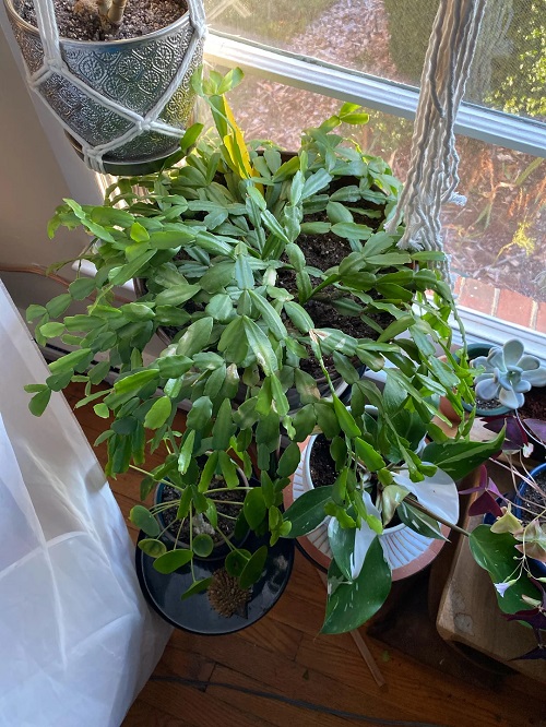 displaying Christmas Cactus in home 2