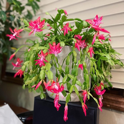 indoor Christmas Cactus 4