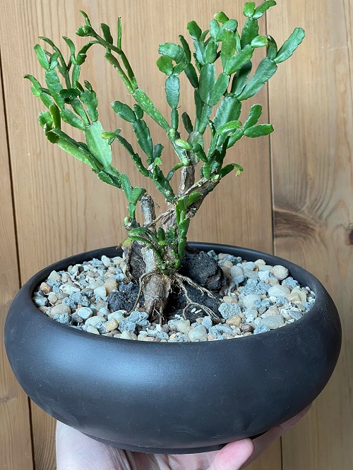 Surprising Christmas Cactus Facts You Never Knew 3