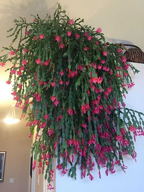 Christmas Cactus in home