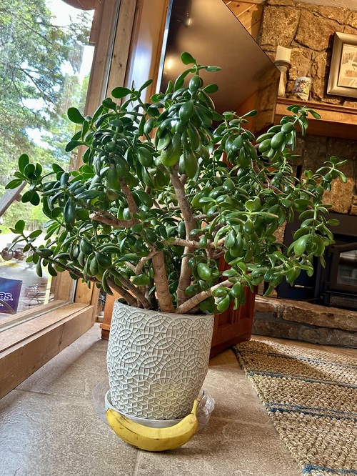 Things You Didn't Know About Jade Plants 9