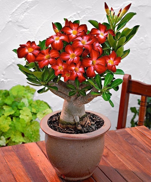 flowering desert rose