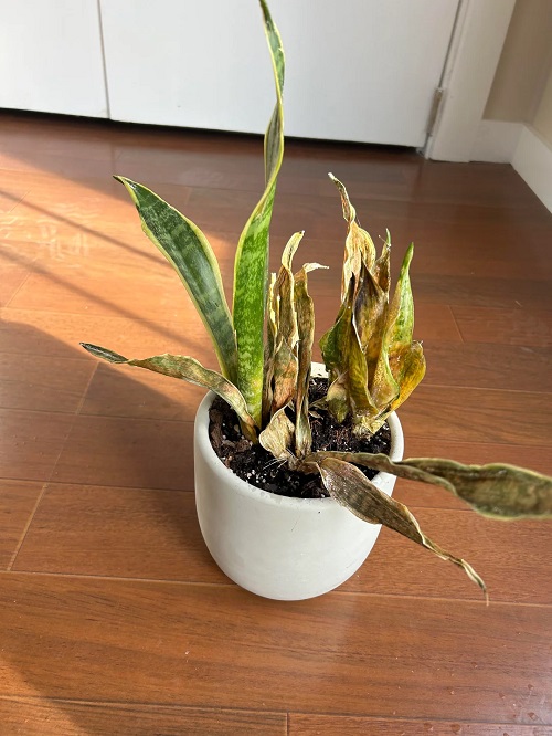 Never Fertilize a Dry Snake Plant