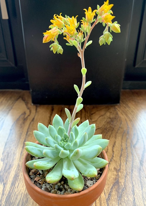 Make Echeveria Bloom From the Center