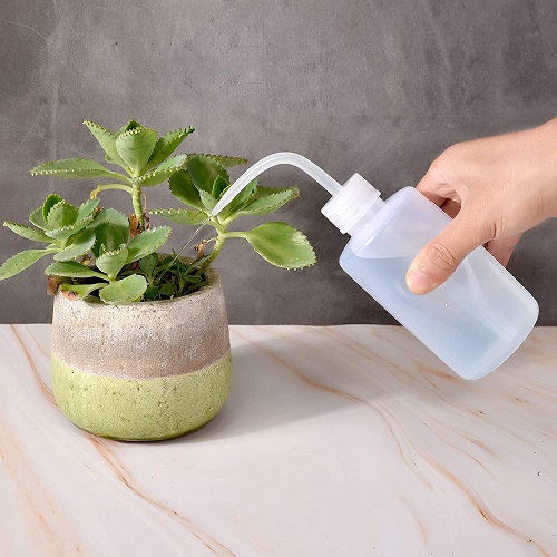 Water Your Succulents While You’re Away