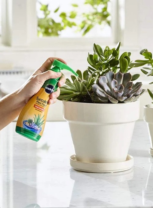 fertilize echeveria