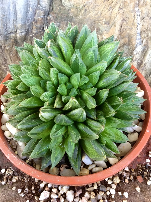 Haworthia Bonsai Ideas 6