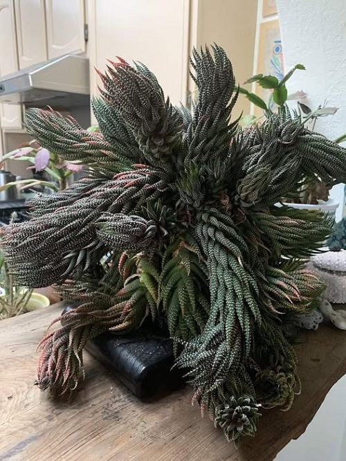 Haworthia Bonsai Ideas 1