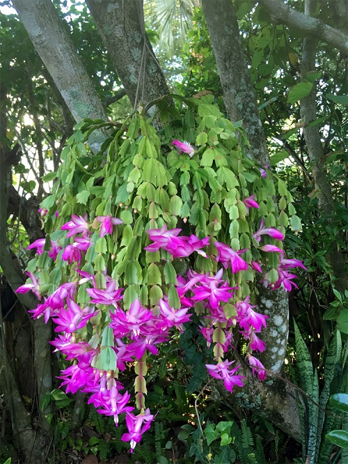 Surprising Christmas Cactus Facts You Never Knew 2