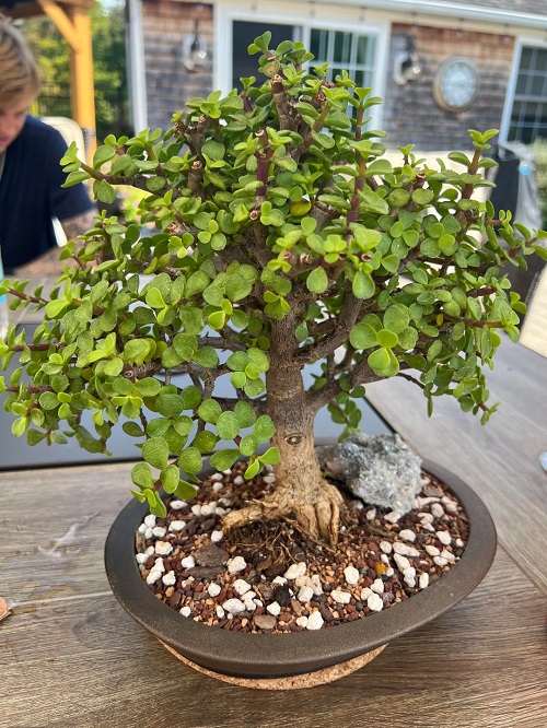 jade plant bonsai