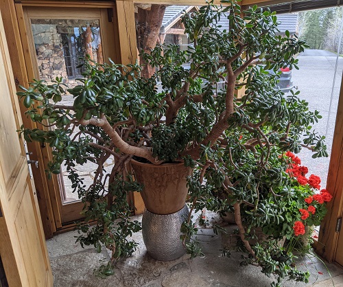 Things You Didn't Know About Jade Plants 5