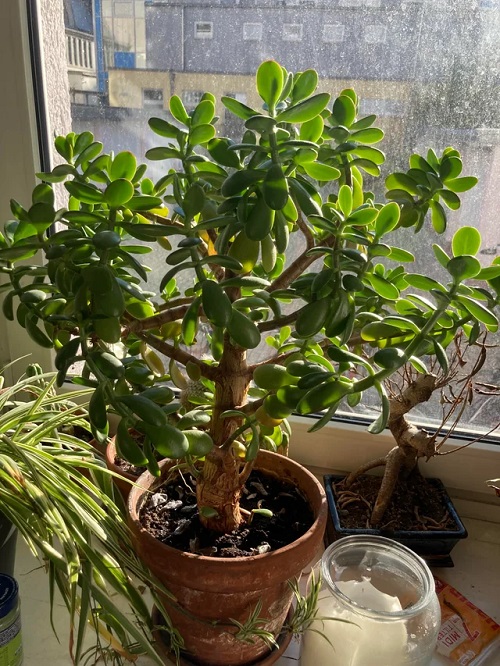 Things You Didn't Know About Jade Plants 3