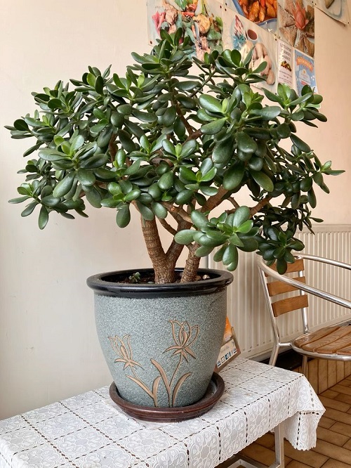 Fertilizer for Jade Plant