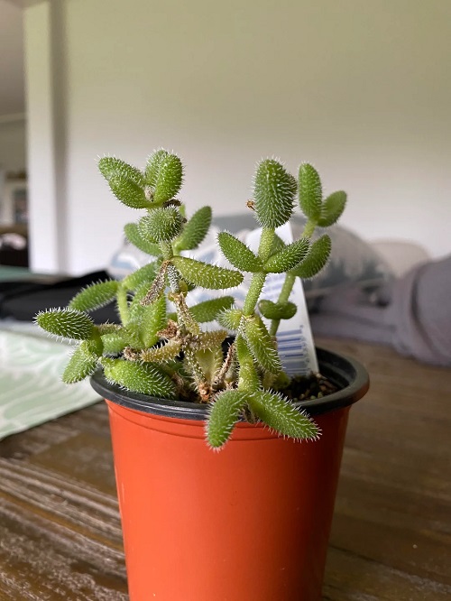 Pickle Plant Needs More Light 2