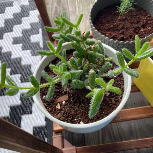 best soil for Pickle Plant
