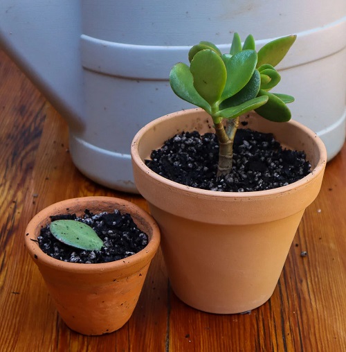 Things You Didn't Know About Jade Plants 7