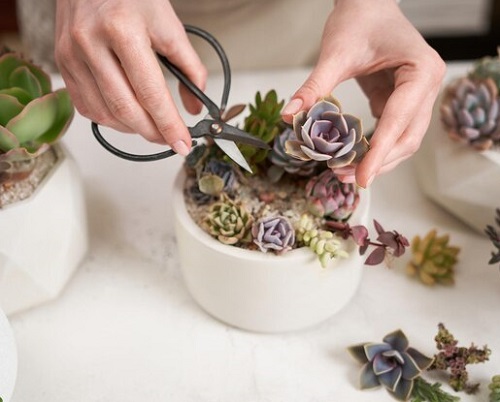 Never Over-Prune Your Succulent