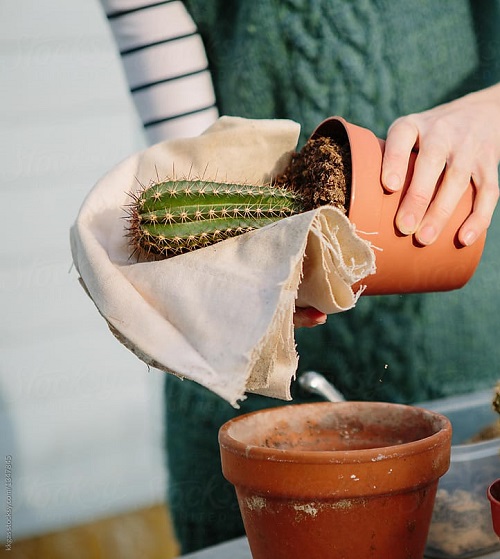 terracota pot for cactus