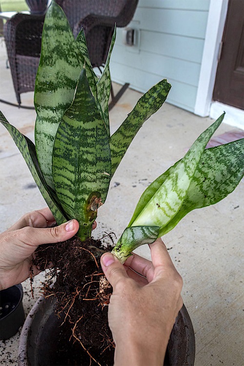 How To Get Your Snake Plant Grow Wild 4