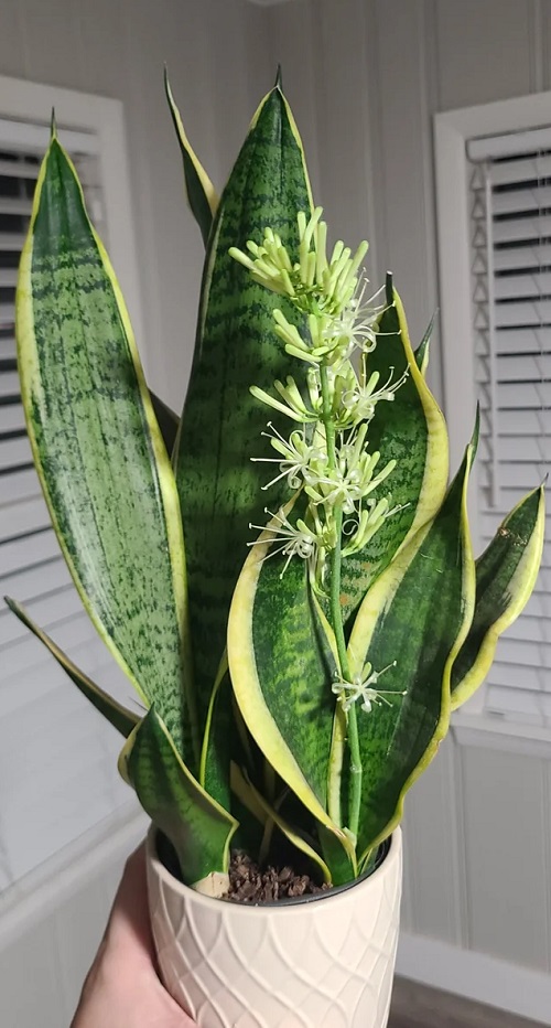 Go for High Phosphorus for Blooms