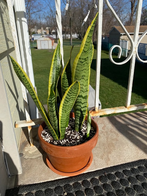 Outdoor snake plant
