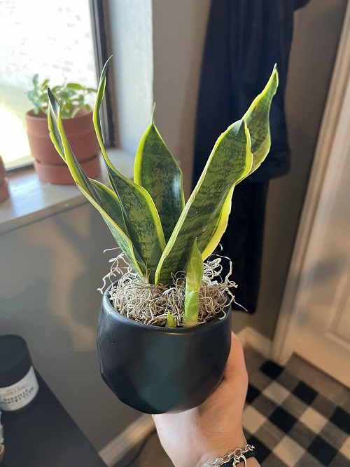 snake plant pups