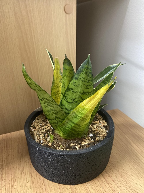 Snake plant leave corner turn yellow