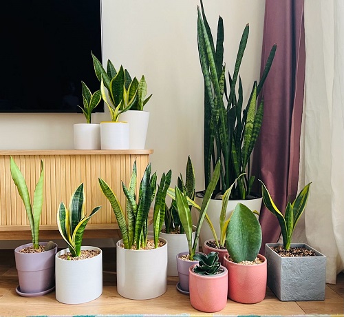 Multiple Snake Plants