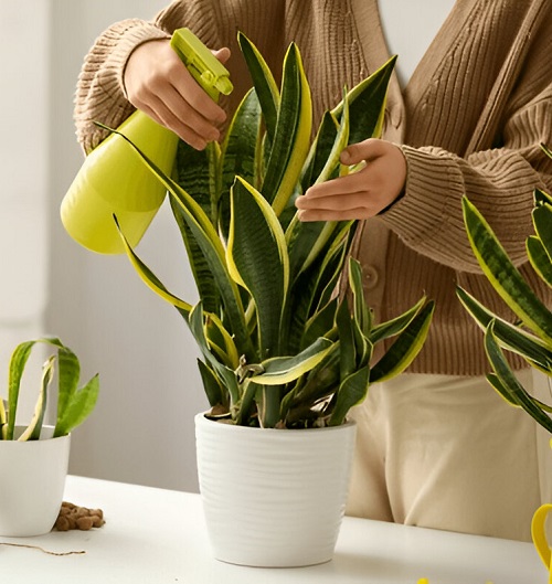 Lemon Juice Pest Mist