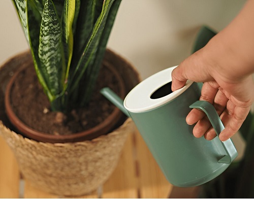 Watering With Lemon Juice