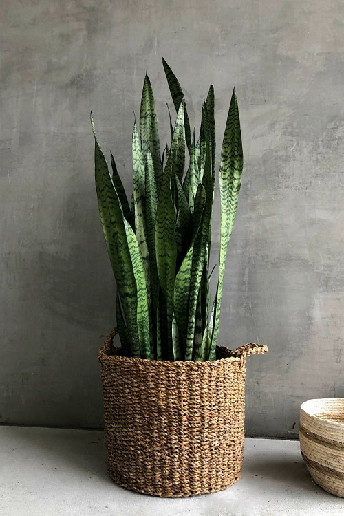 straight snake plant 