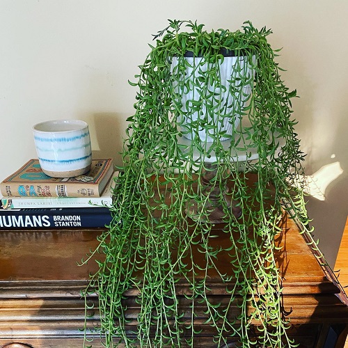 Beautiful String of Banana 1