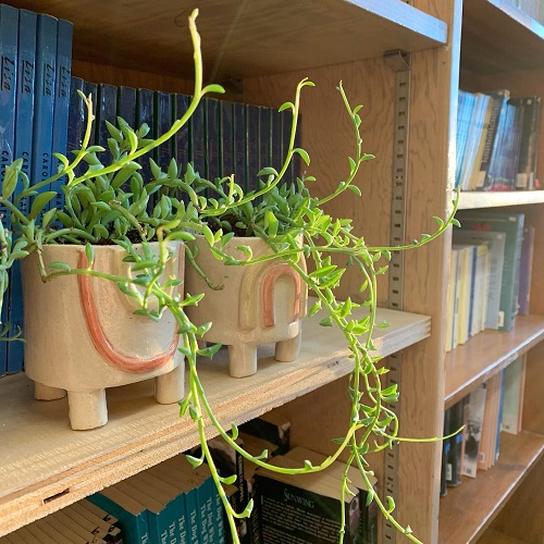 Beautiful String of Banana 2