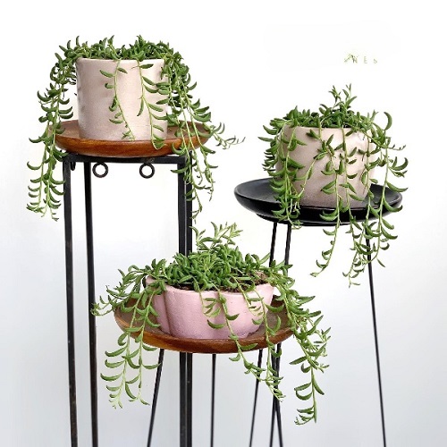 Inspiring arrangements of String of Banana