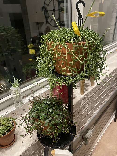 Inspiring arrangements of String of Banana 3