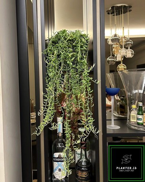 String of Banana Display Ideas 4