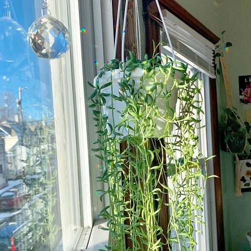 Beautiful String of Banana 5