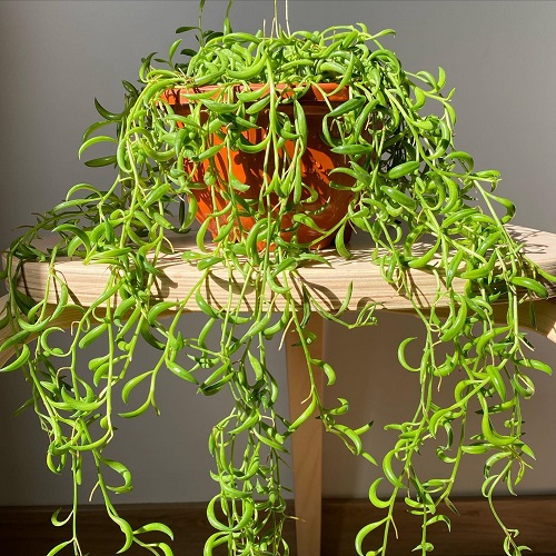 String of Banana Display Ideas 5