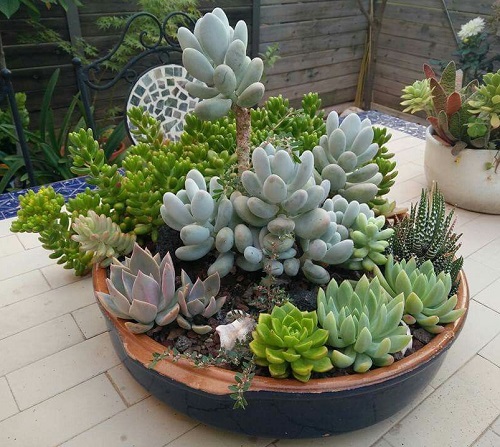 Mistakes to Avoid While Fertilizing Succulents