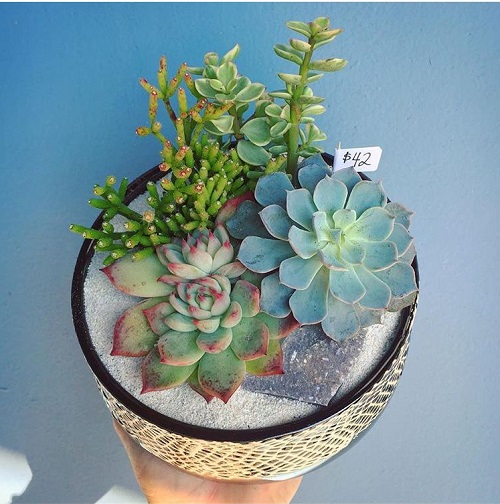 How to Water Succulents in July So They Don’t Rot or Shrivel