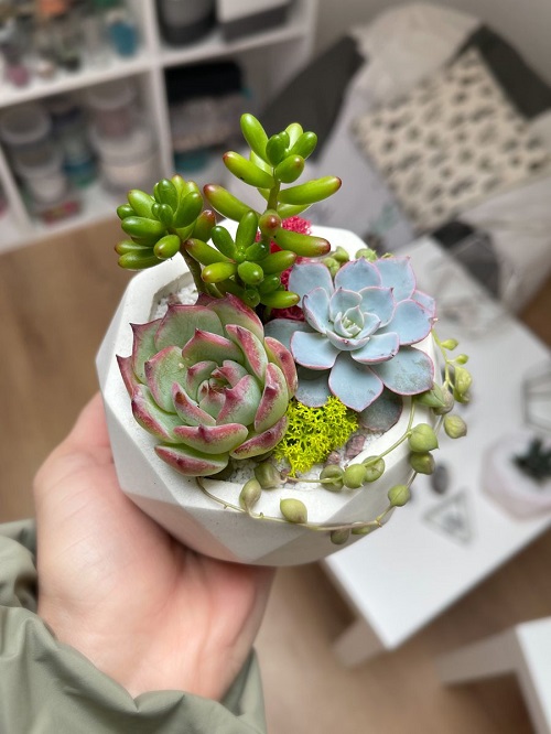 Best Time to Fertilize Succulents for Faster Growth and Rooting
