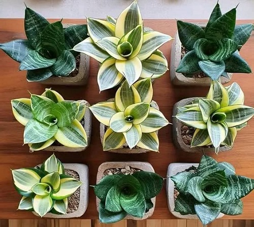 Snake Plant Grow in a Spiral or Circle Shape 2